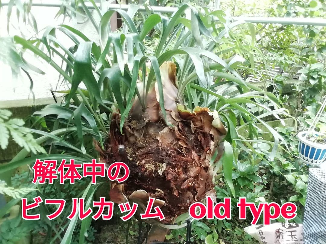育てやすくて格好良い　ビフルカッムcv.オールド　特大株一点もの