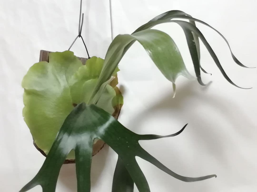 育てやすくて格好良い　ビフルカッムcv.オールド　特大株一点もの