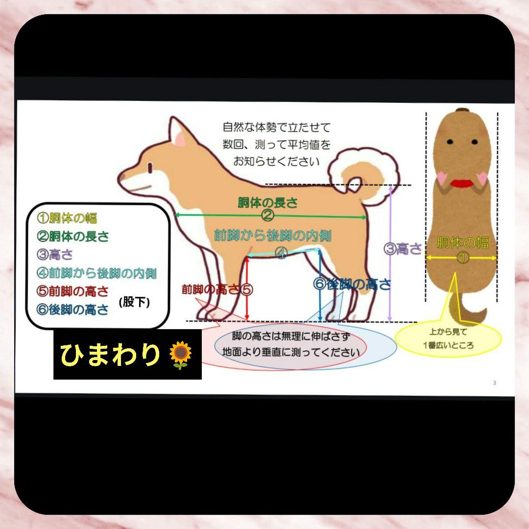 Autumnポメプー4輪　リハビリ　食事補助　犬用車椅子　介護　犬の歩行器