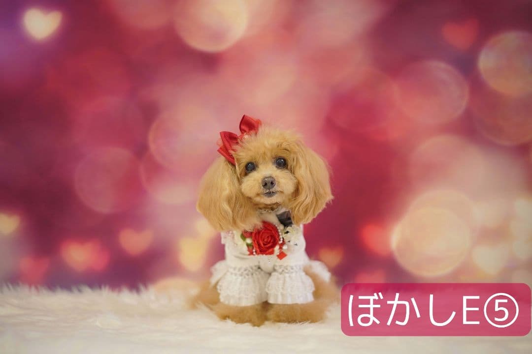 背景布【お正月F】サンプル　年賀状、ペット、子供撮影用　梅　和柄　門松　しめ縄