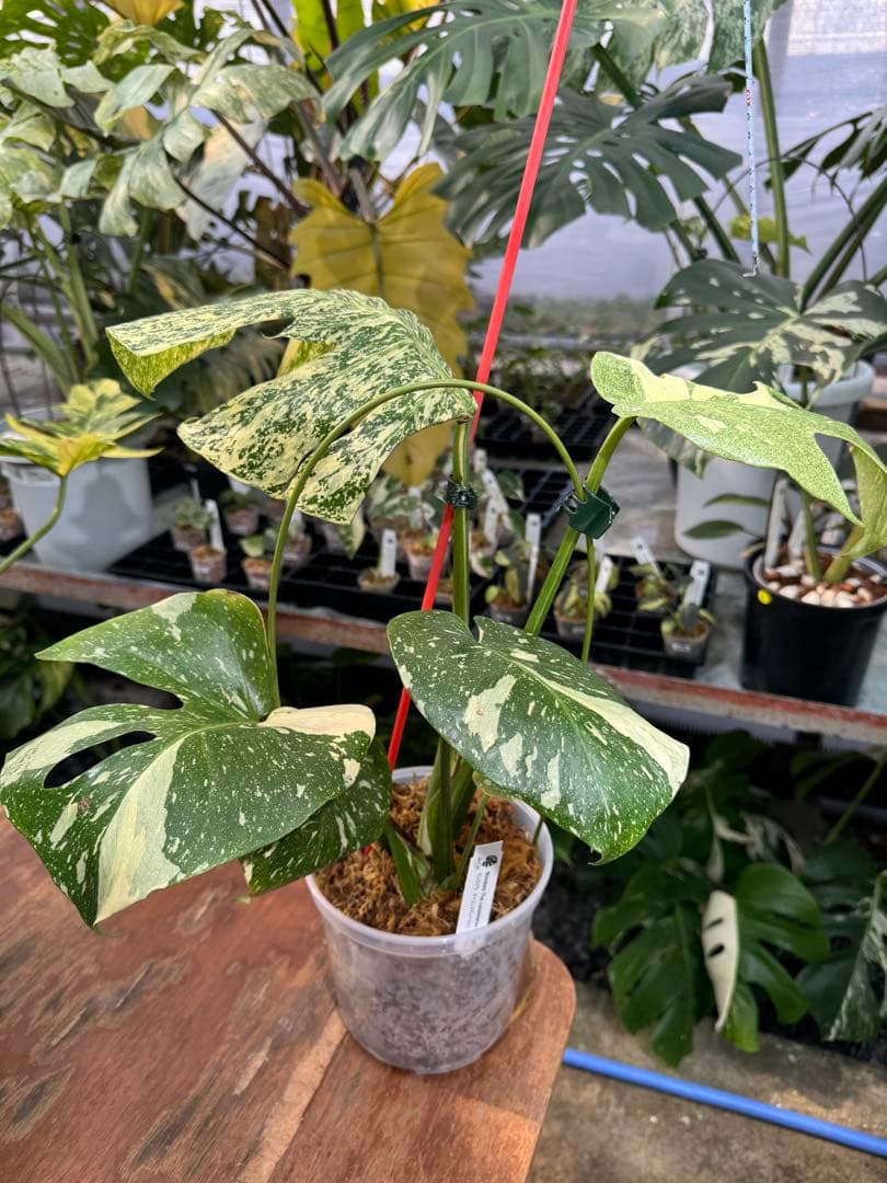 あ*け様 1モンステラ　タイコンステレーション　スターライト