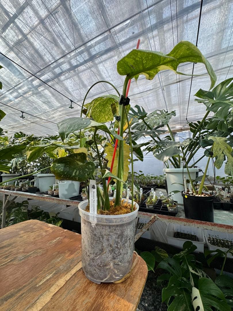 あ*け様 1モンステラ　タイコンステレーション　スターライト