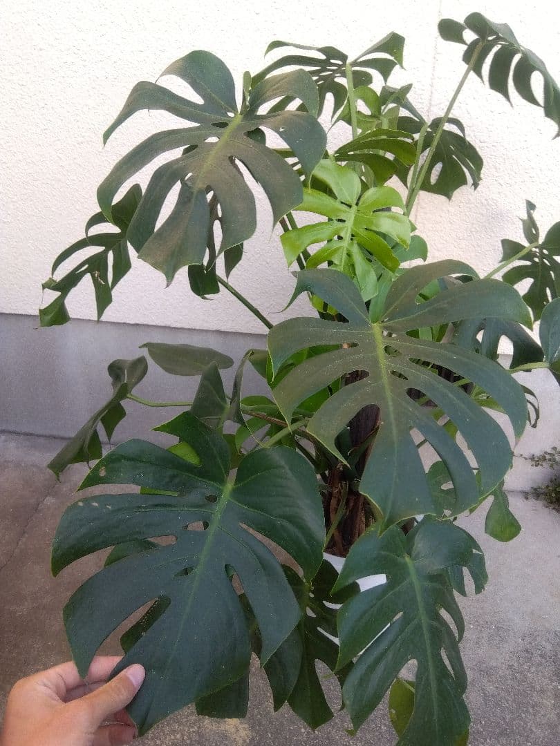 モンステラ　コンパクトタイプ　8号鉢つき　群生株❗特大サイズ❗　①