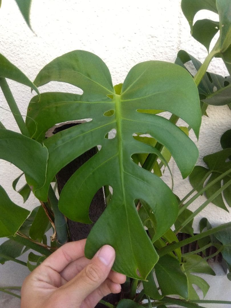 モンステラ　コンパクトタイプ　8号鉢つき　群生株❗特大サイズ❗　①