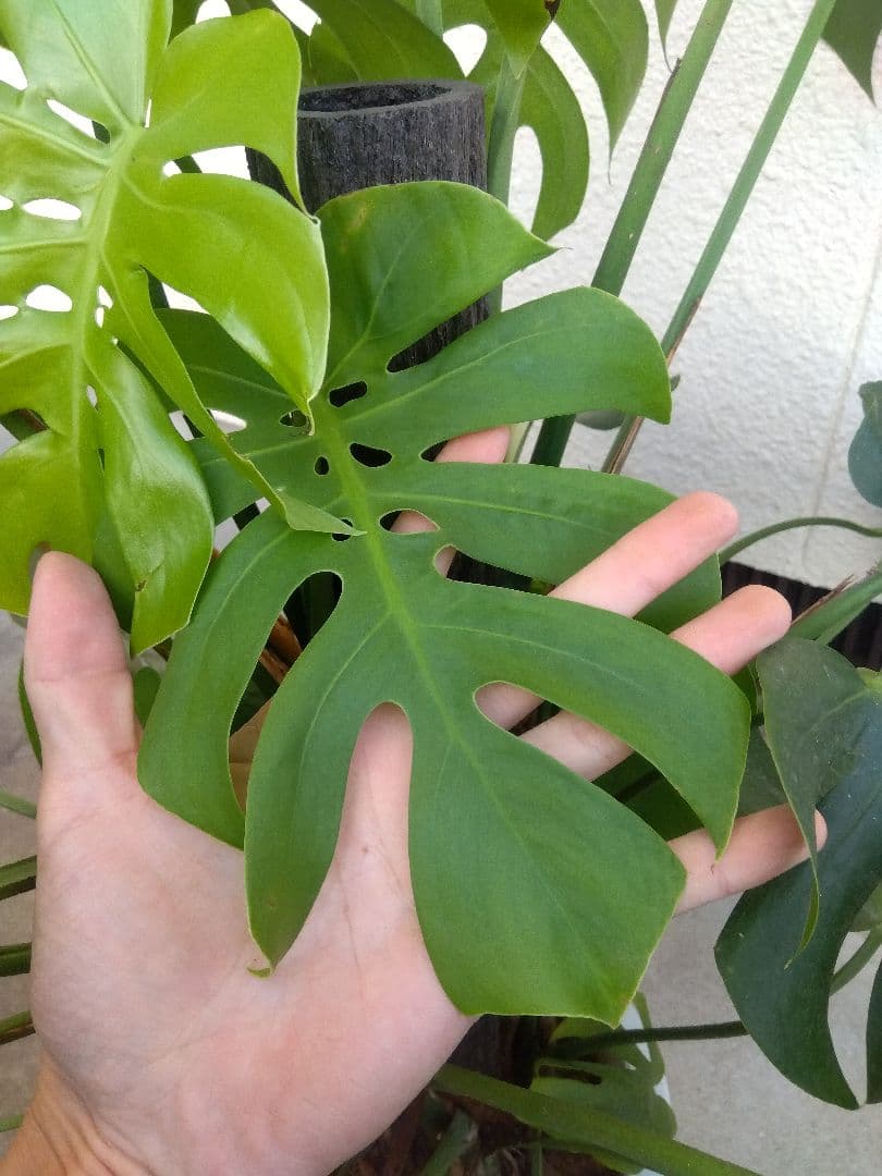 モンステラ　コンパクトタイプ　8号鉢つき　群生株❗特大サイズ❗　①