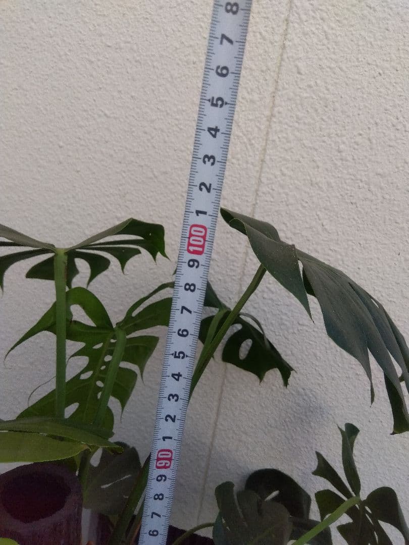 モンステラ　コンパクトタイプ　8号鉢つき　群生株❗特大サイズ❗　①