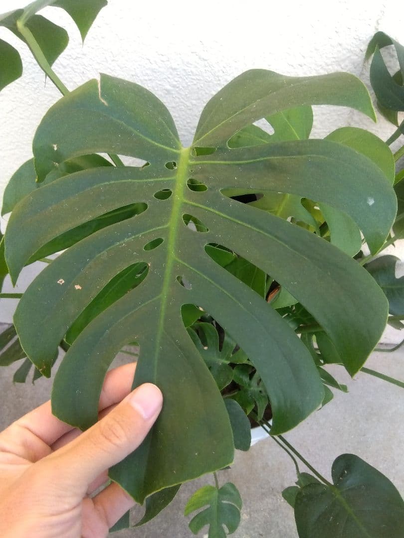 モンステラ　コンパクトタイプ　8号鉢つき　群生株❗特大サイズ❗　①