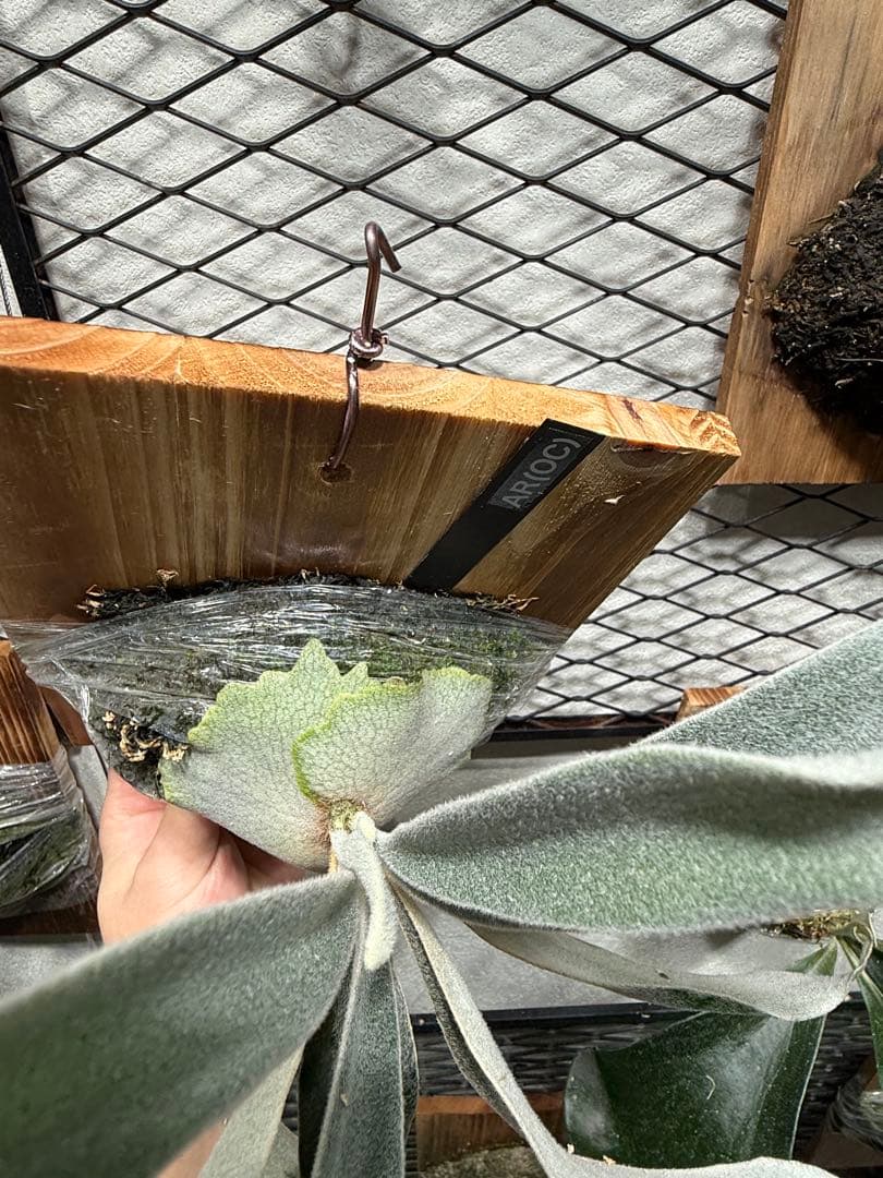 ビカクシダ P.veitchii cv Auburn  spor