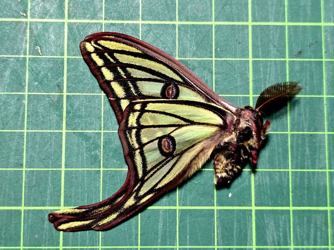 イザベラミズアオ ♂ Graellsia isabellae