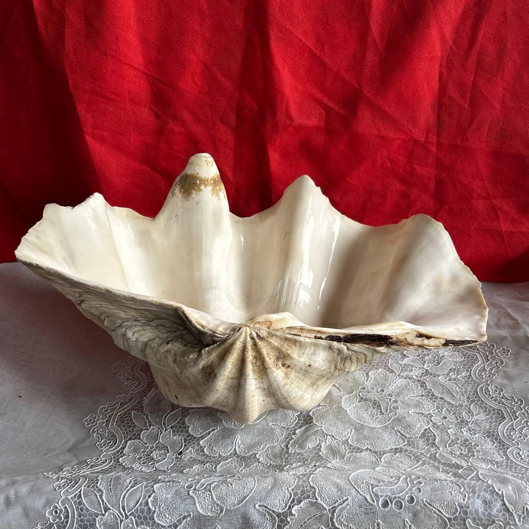 貝殻 ボウル型 レイアウト用品 大きめ42センチ