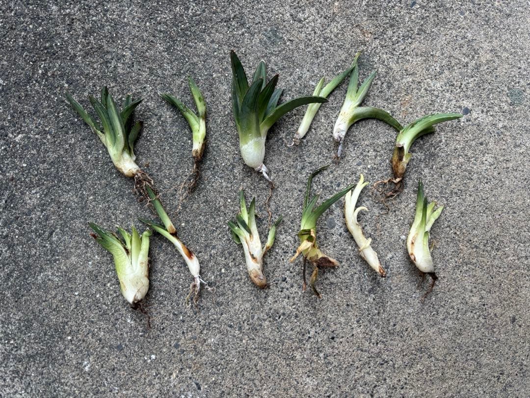 アガベ　笹の雪　子株12個販売　極上株