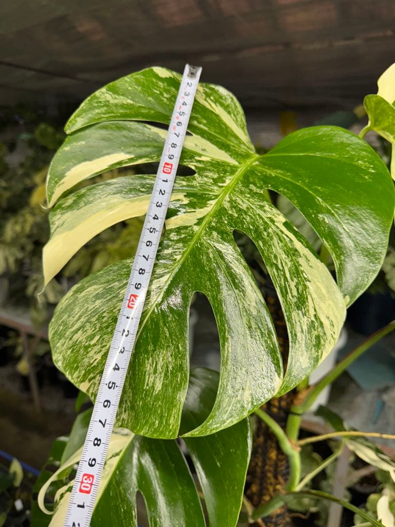 34モンステラ　ボルギシアナ　アルボ　白ホワイトタイガー斑入り　鉢モスポール付き