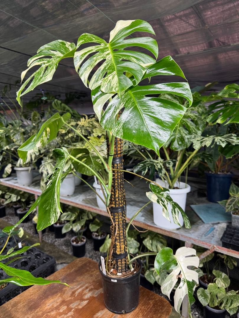 34モンステラ　ボルギシアナ　アルボ　白ホワイトタイガー斑入り　鉢モスポール付き