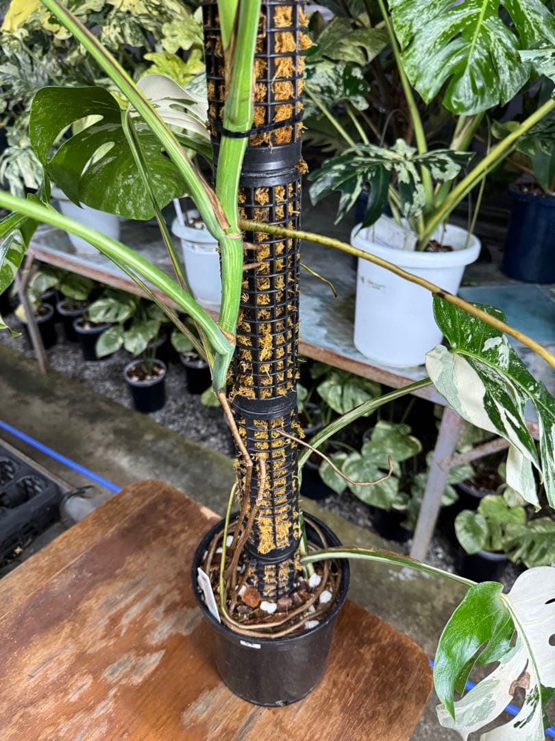 34モンステラ　ボルギシアナ　アルボ　白ホワイトタイガー斑入り　鉢モスポール付き