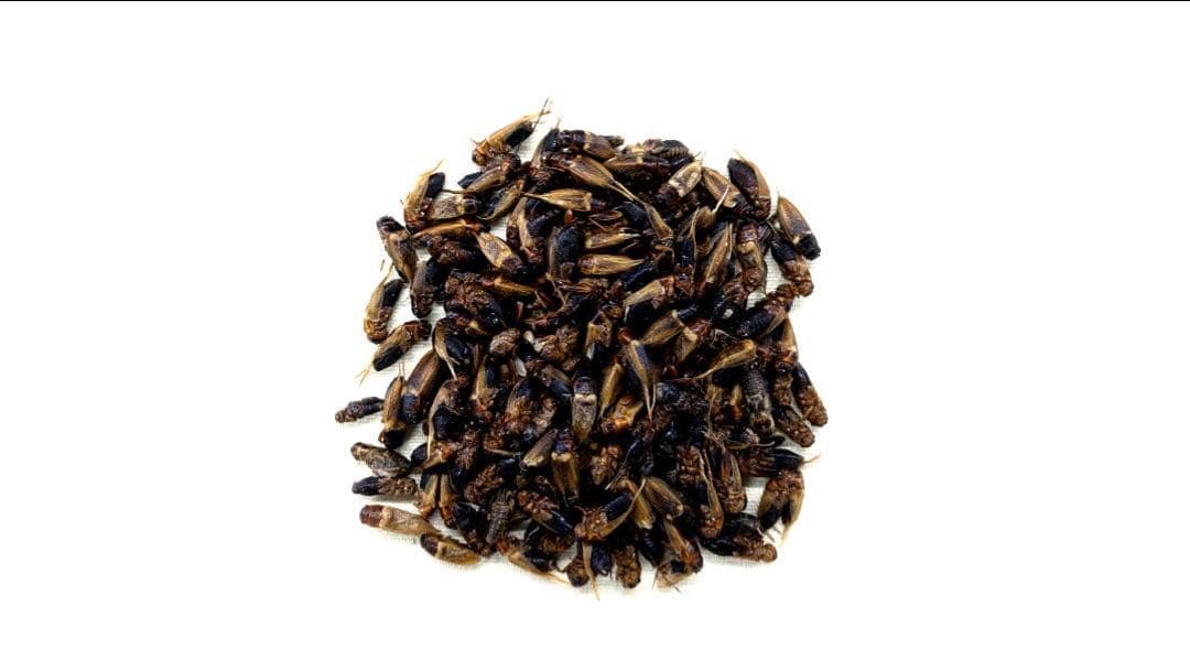 特価　訳アリ　冷凍コオロギ 約3キロ　袋入り