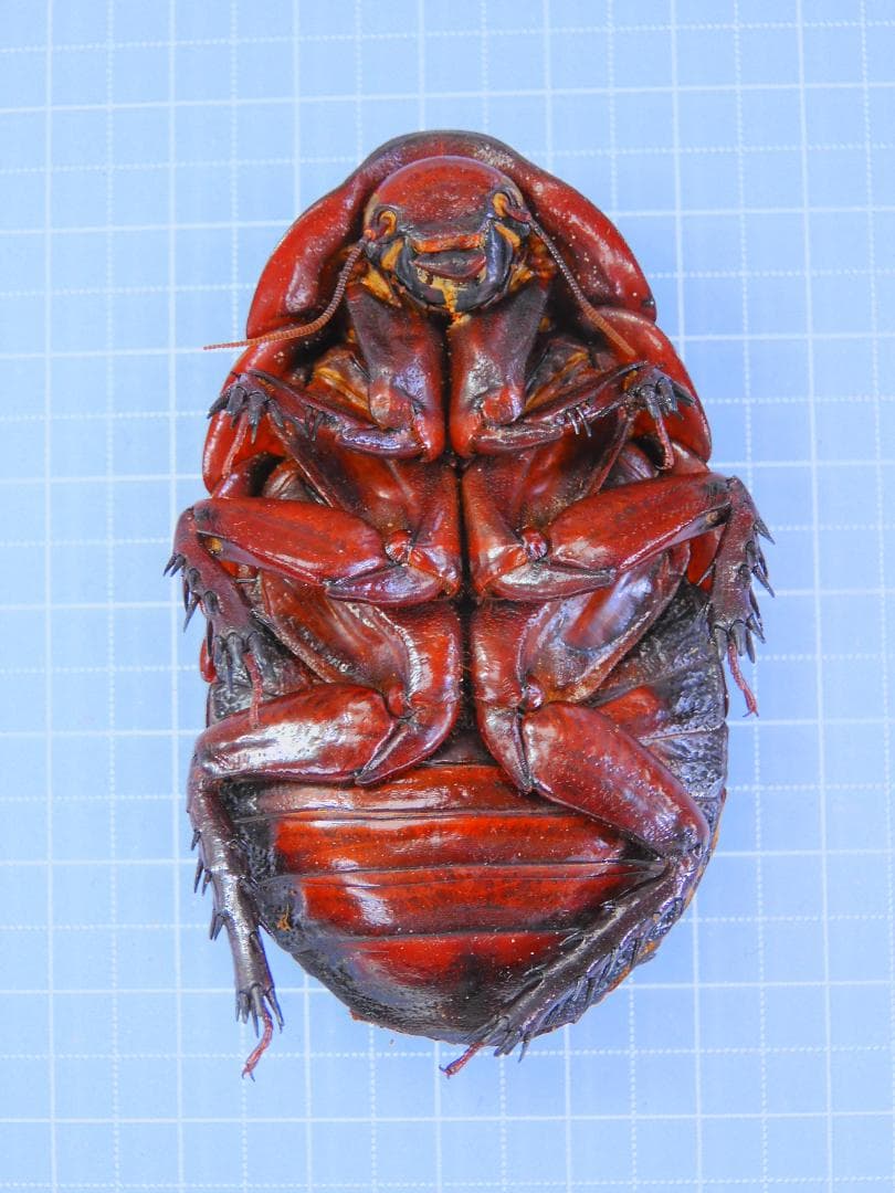 オーストラリア産　モグラゴキブリ　67mm