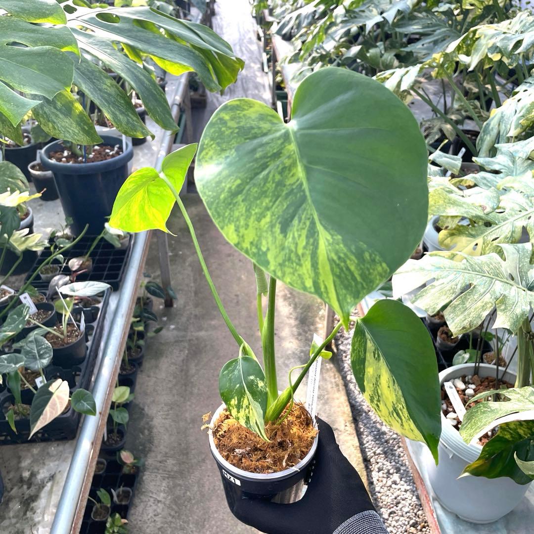 MZ1モンステラ　イエローマリリン　黄斑入り