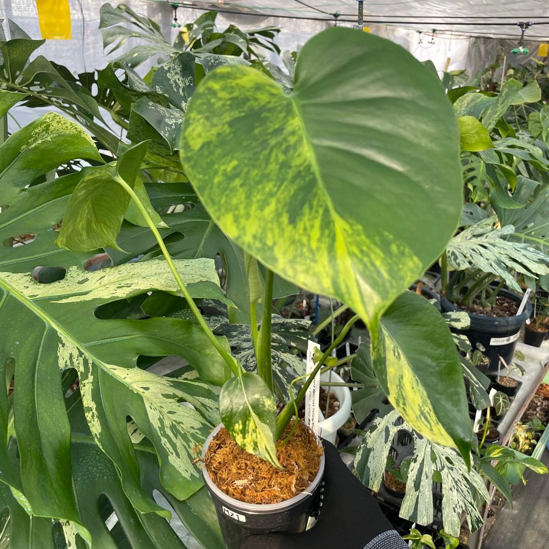 MZ1モンステラ　イエローマリリン　黄斑入り