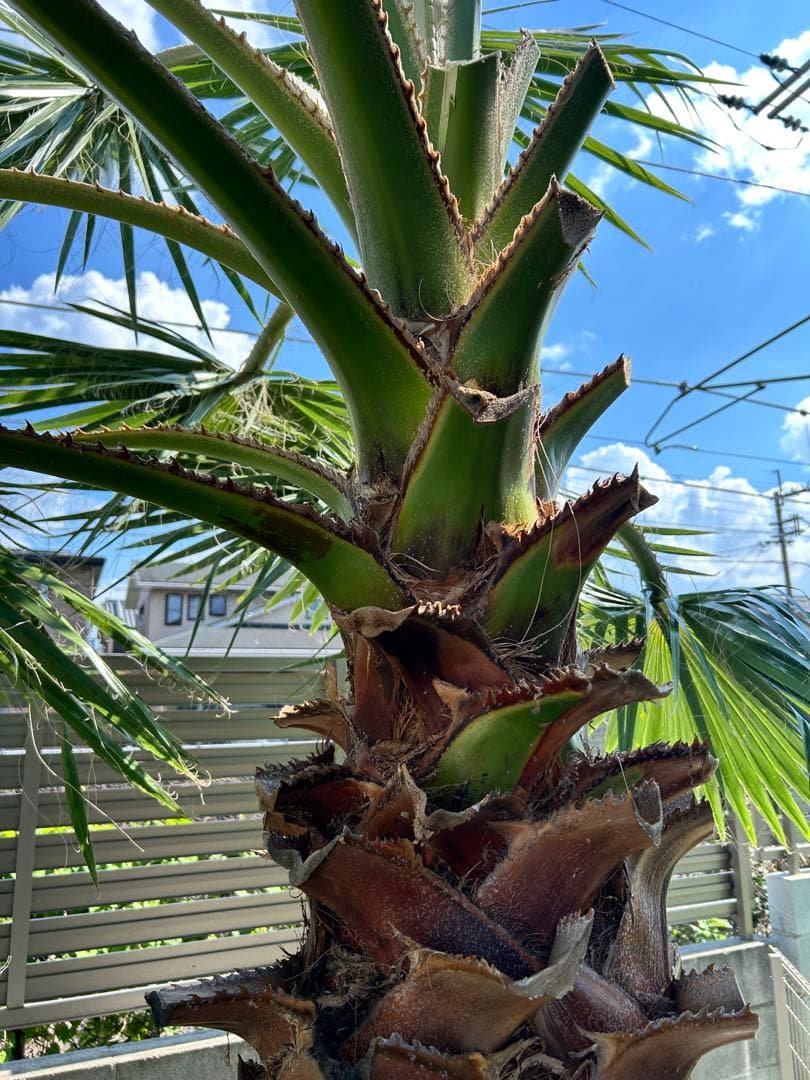 ワシントンヤシ　植木　引き取り限定