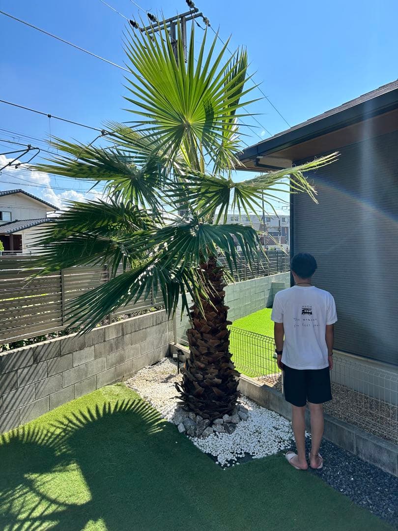 ワシントンヤシ　植木　引き取り限定
