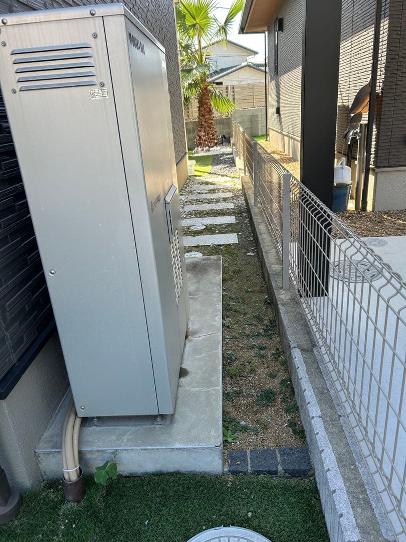 ワシントンヤシ　植木　引き取り限定