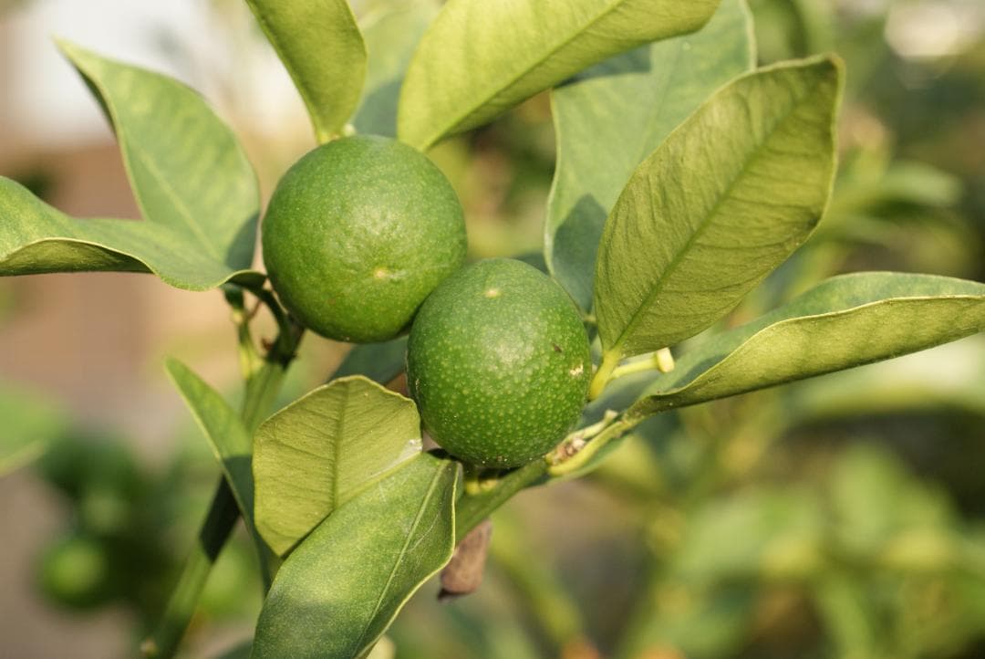 レンズ(単焦点) Minolta AF Macro 50mm f/2.8 #7676