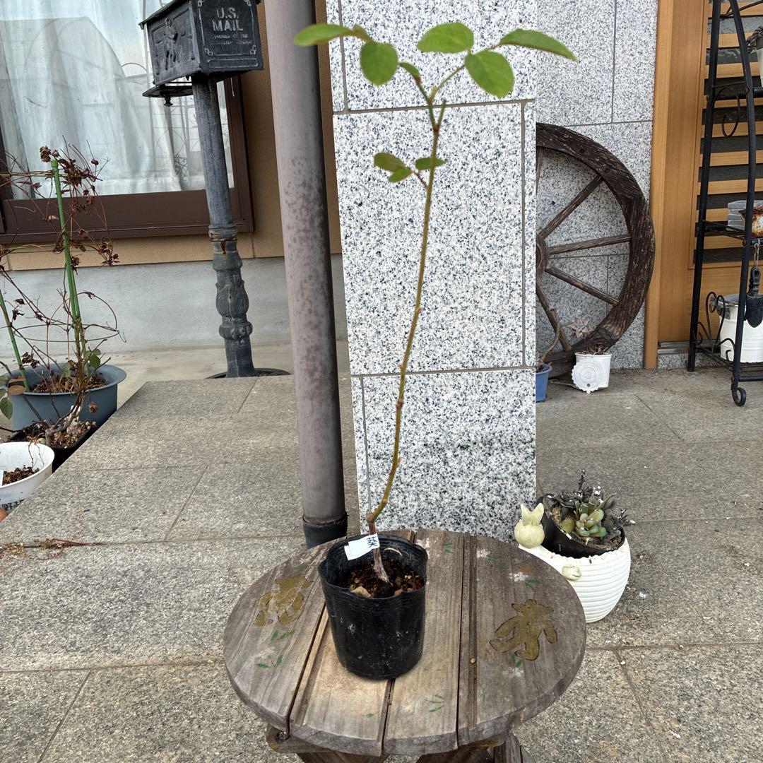 バラ苗　購入前にコメント￼