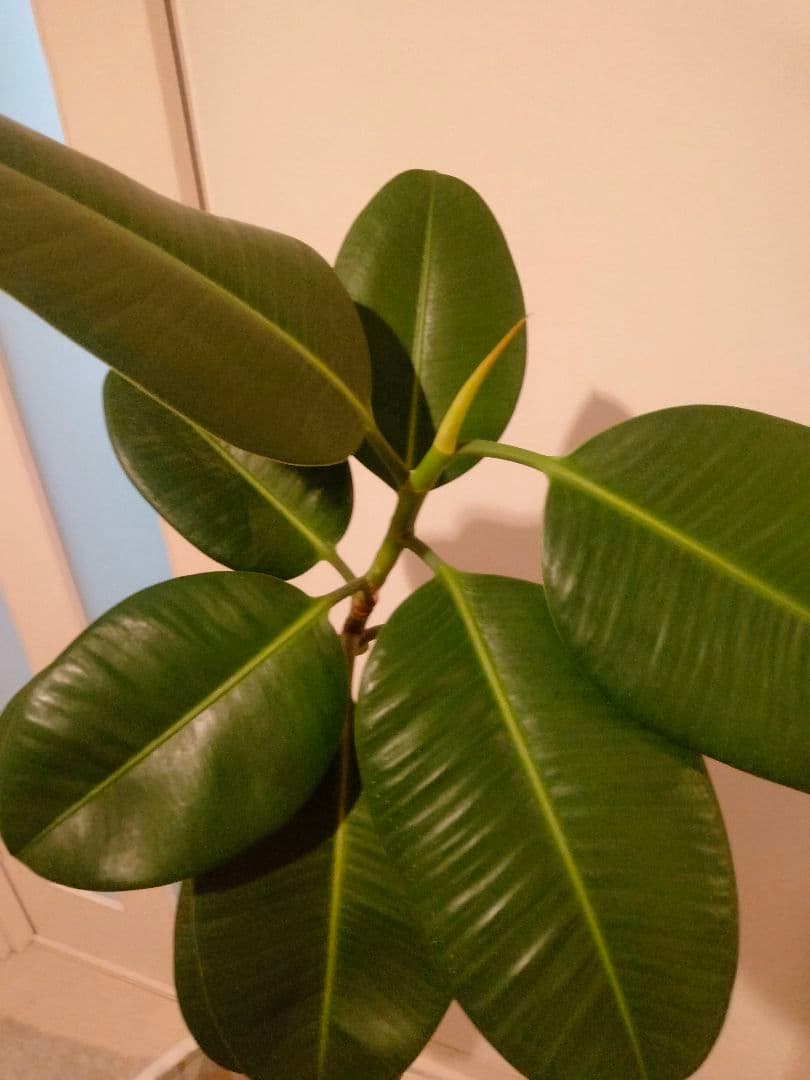 観葉植物ゴムの木