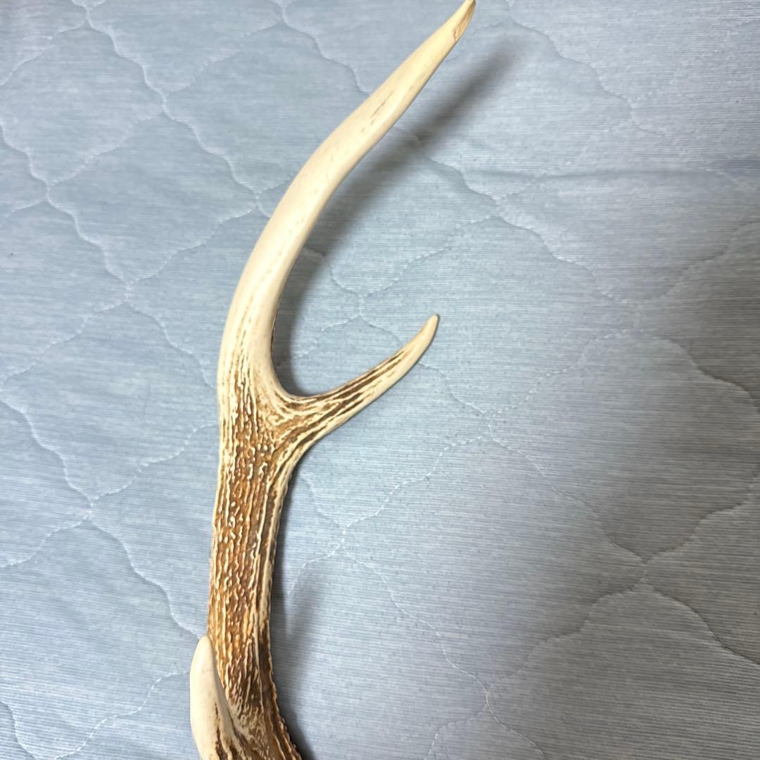 鹿の角 インテリアオブジェ 約70cm