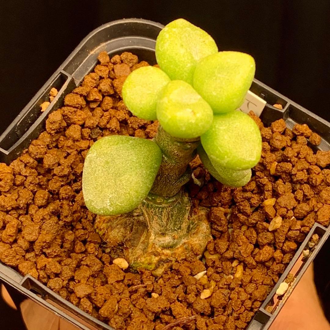 写真2-5枚目　チレコドン　ポドレイアエ　多肉植物　塊根植物　実生