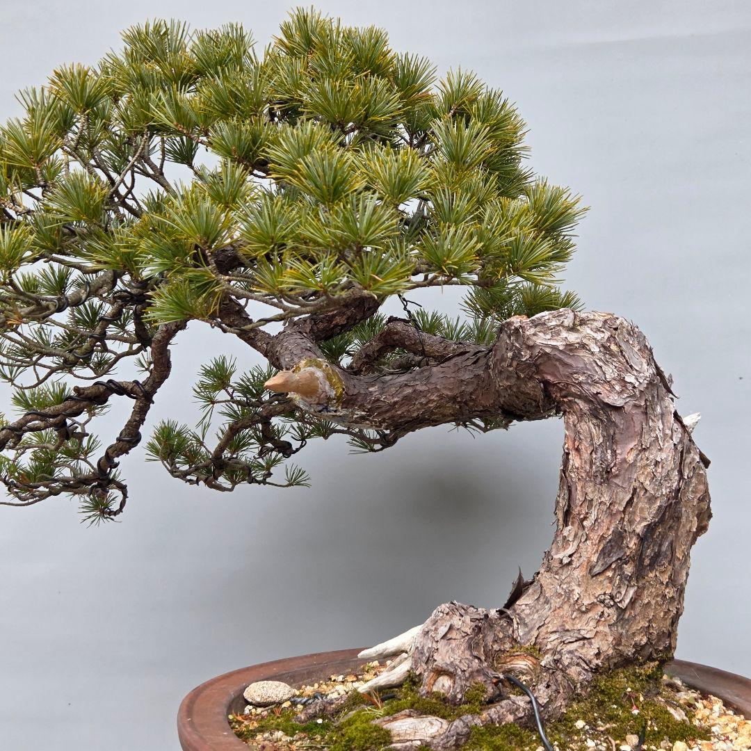 五葉松　[曲変わり木]　大品盆栽