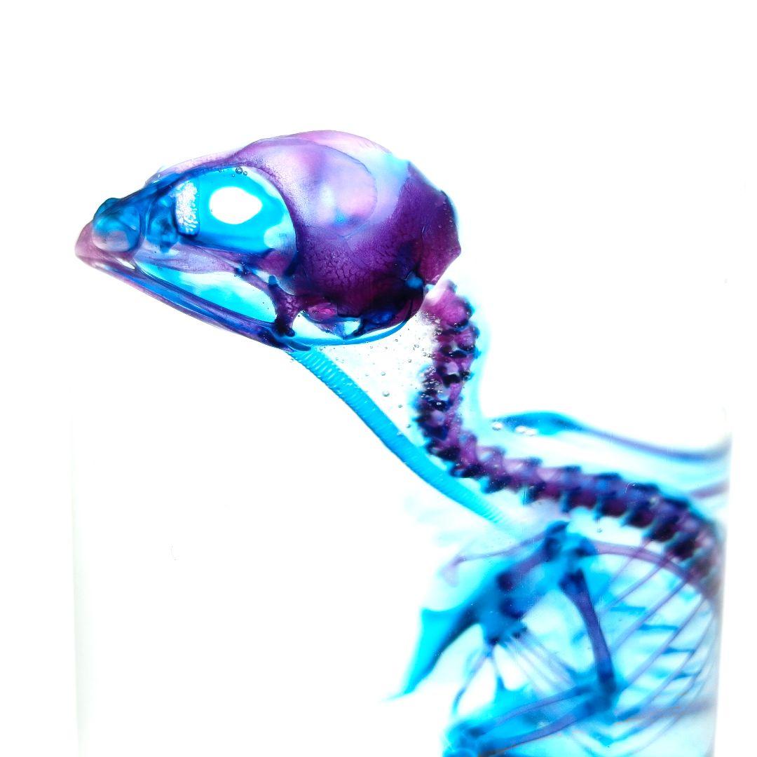 1点物☆極美品【透明骨格標本】ウズラ③ 約10cm