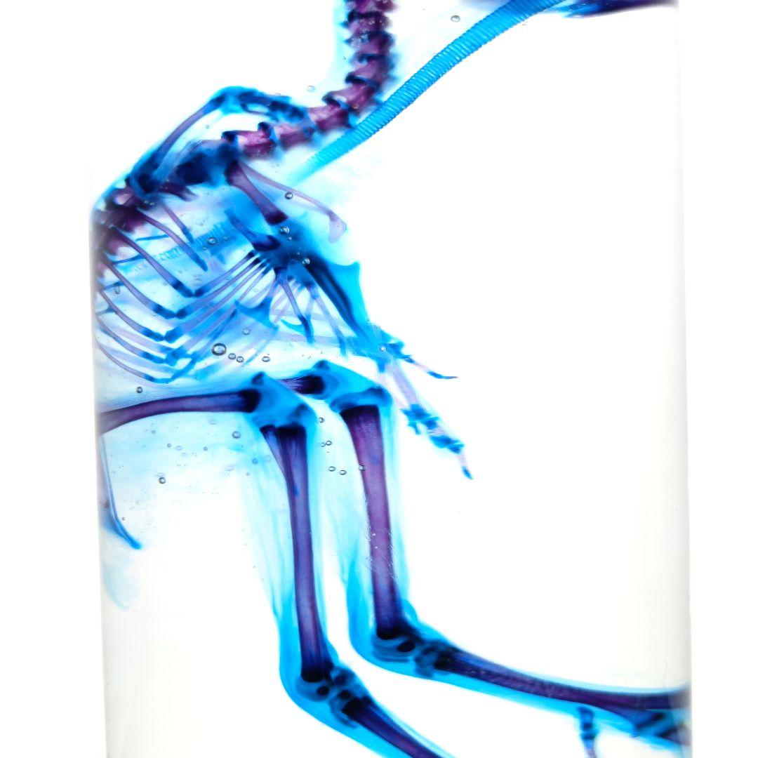 1点物☆極美品【透明骨格標本】ウズラ③ 約10cm