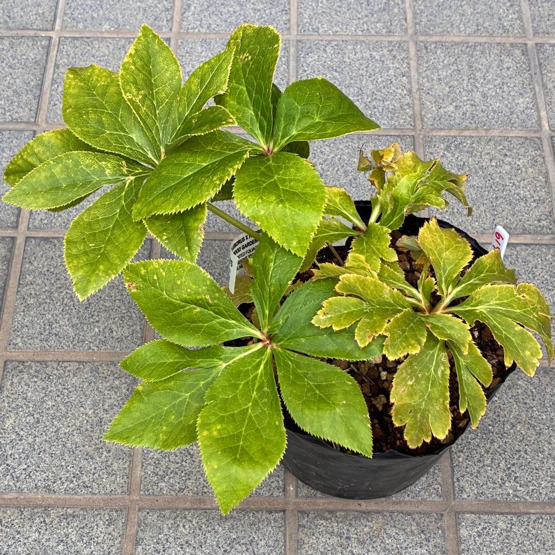 ヒ*ロ様 ❤️超元気❤️開花株❤️超大株❤️619【Ashwood】【親株】【E