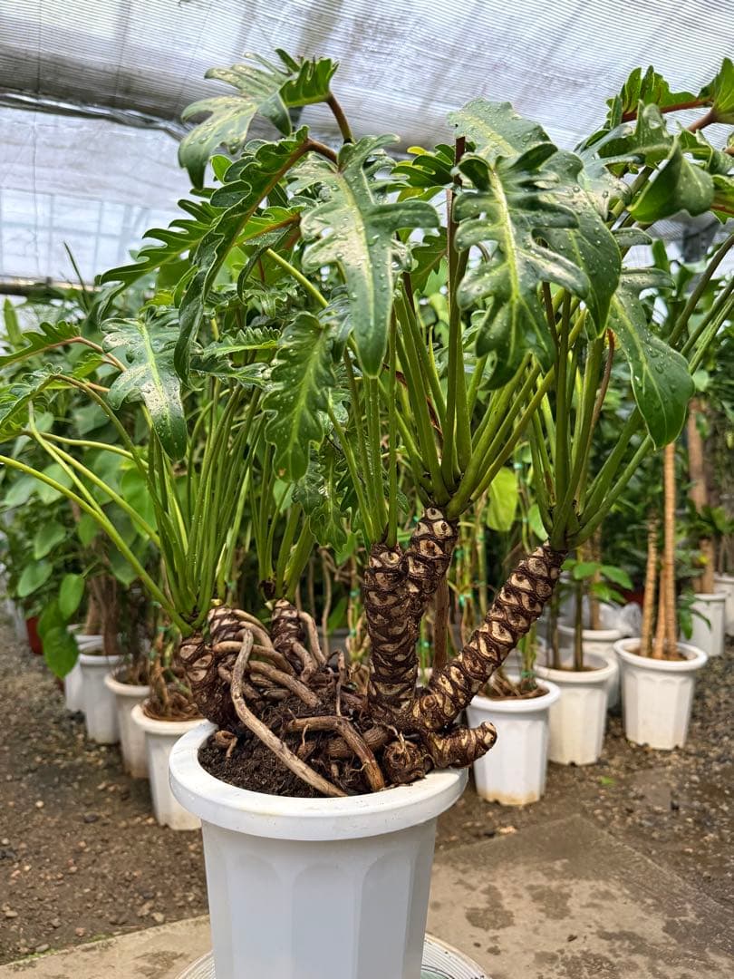 【特級品】フィロデンドロン クッカバラ 根上り 幹立ち 幹上がり 特大極上株