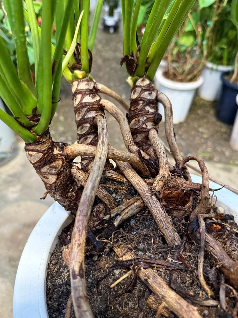 【特級品】フィロデンドロン クッカバラ 根上り 幹立ち 幹上がり 特大極上株