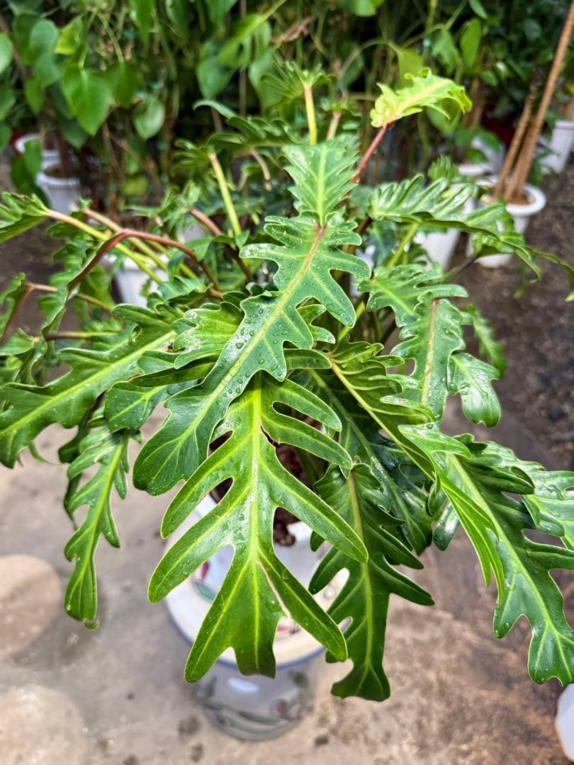 【特級品】フィロデンドロン クッカバラ 根上り 幹立ち 幹上がり 特大極上株