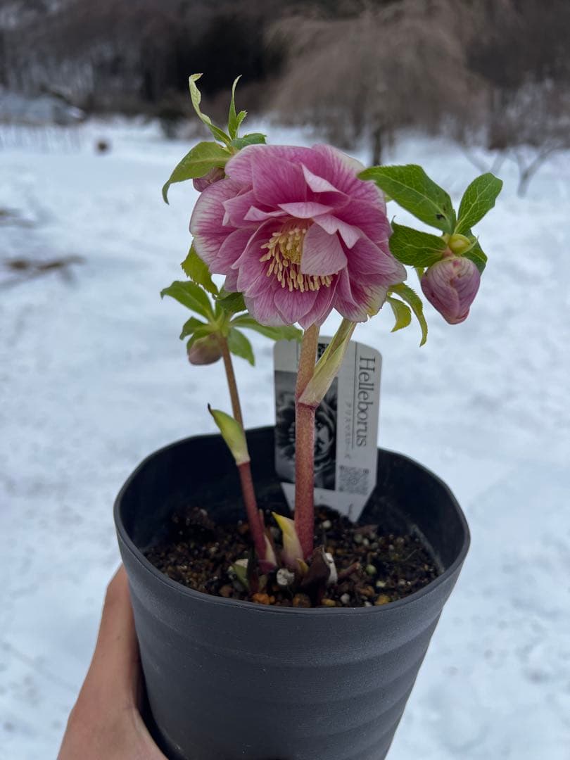 クリスマスローズ　ソレイユ系