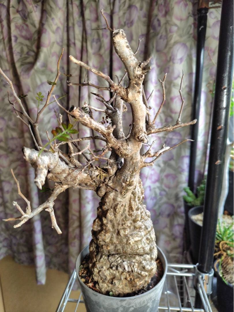 オペルクリカリア・パキプス 現地株 太幹 良樹形　コーデックス 塊根植物