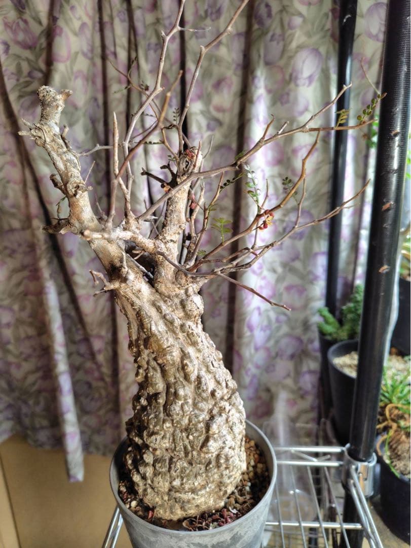 オペルクリカリア・パキプス 現地株 太幹 良樹形　コーデックス 塊根植物