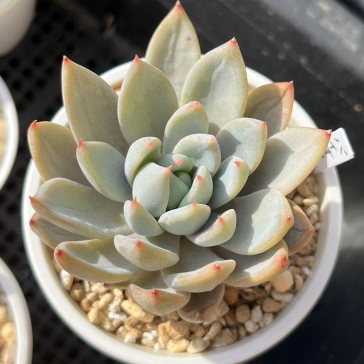 バイオリーナ(カット苗)   多肉植物　女美月