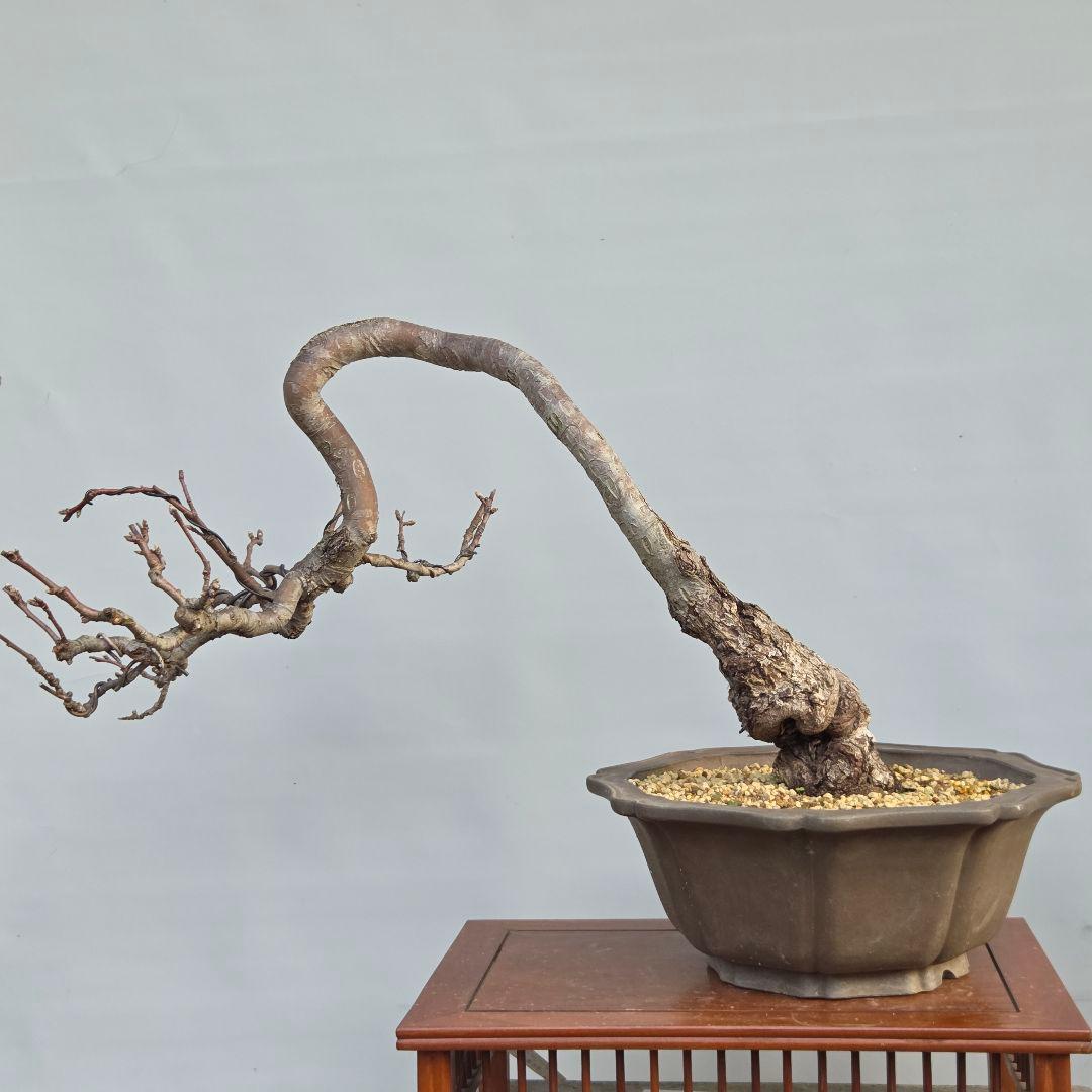 乙女りんご(アルプス乙女)　[半懸崖]　大品盆栽