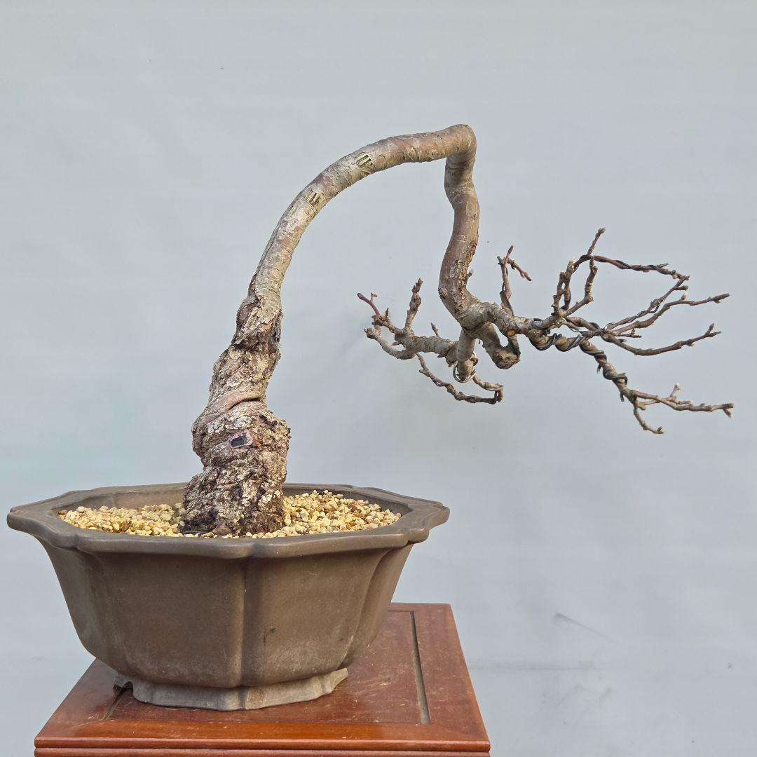 乙女りんご(アルプス乙女)　[半懸崖]　大品盆栽