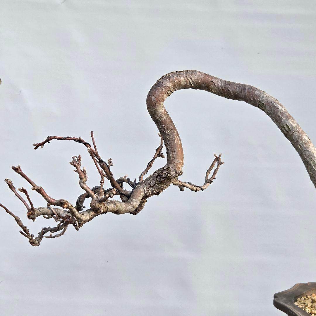 乙女りんご(アルプス乙女)　[半懸崖]　大品盆栽