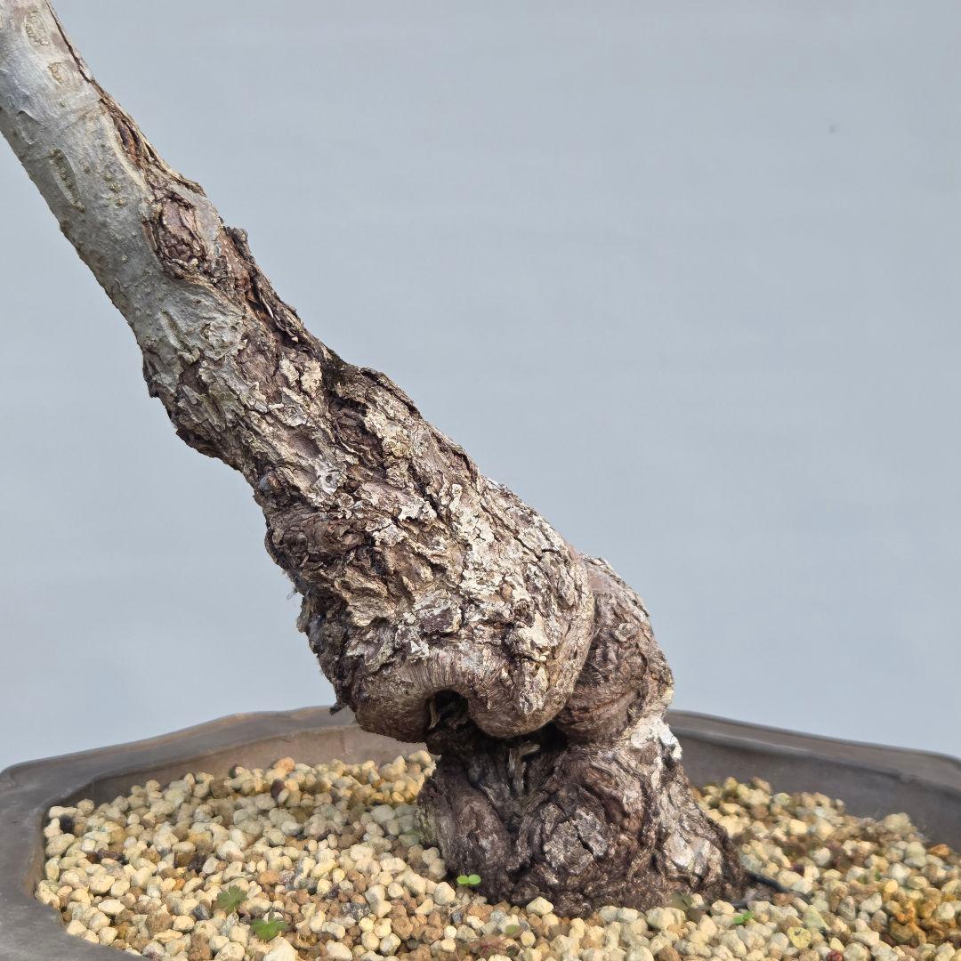 乙女りんご(アルプス乙女)　[半懸崖]　大品盆栽