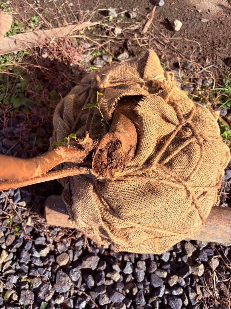 58 天然山採り　ヒサカキ