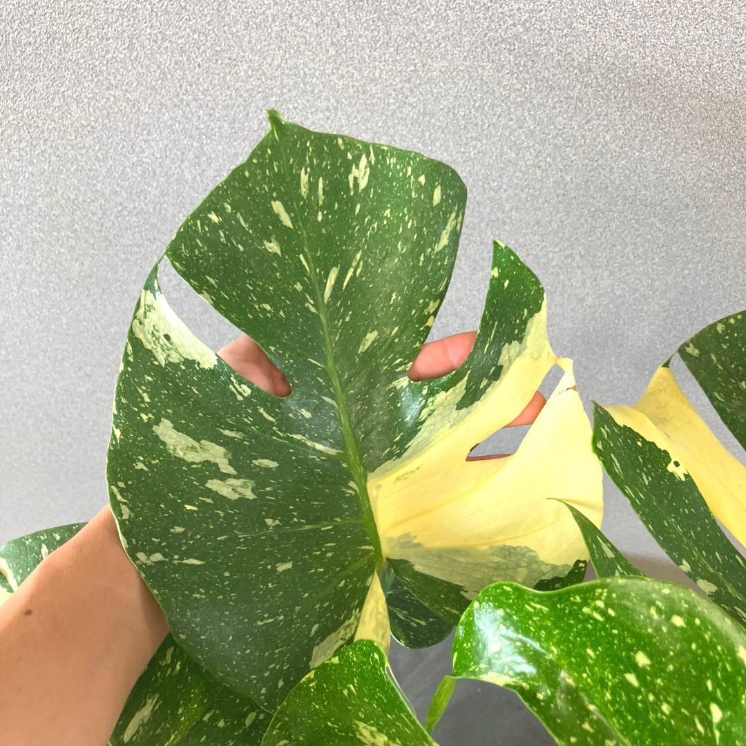 超希少❗️特大❗️モンステラ　タイコンステレーション✨