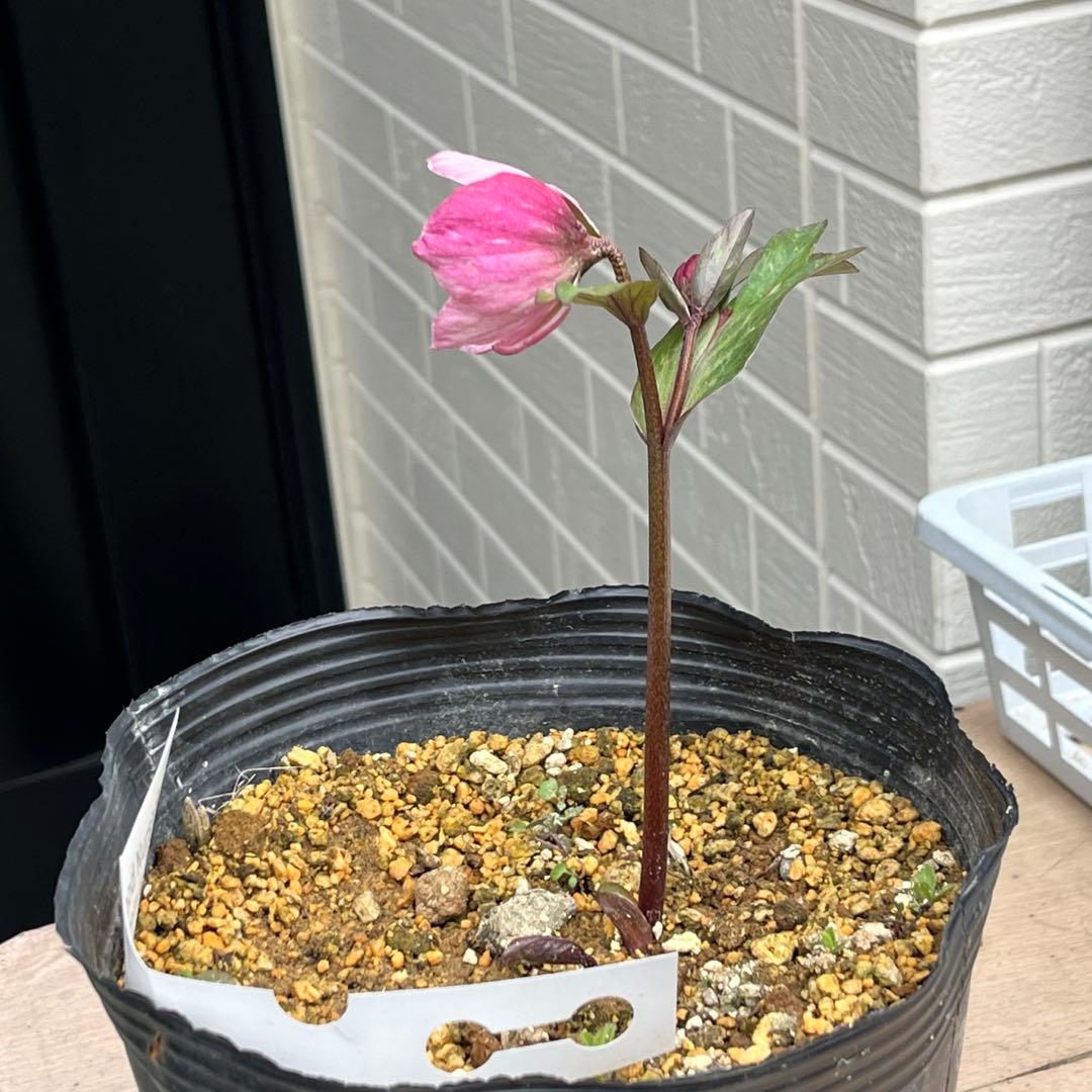 樹梨♡　メルカリ便 ❤️スペシャル価格❤️3143 【Ashwood 】【P