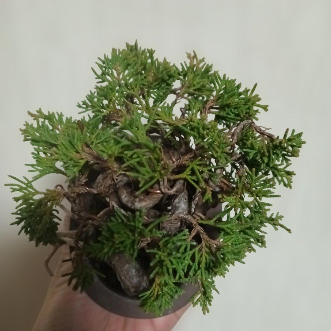 盆栽　小品盆栽　ミニ盆栽　真柏