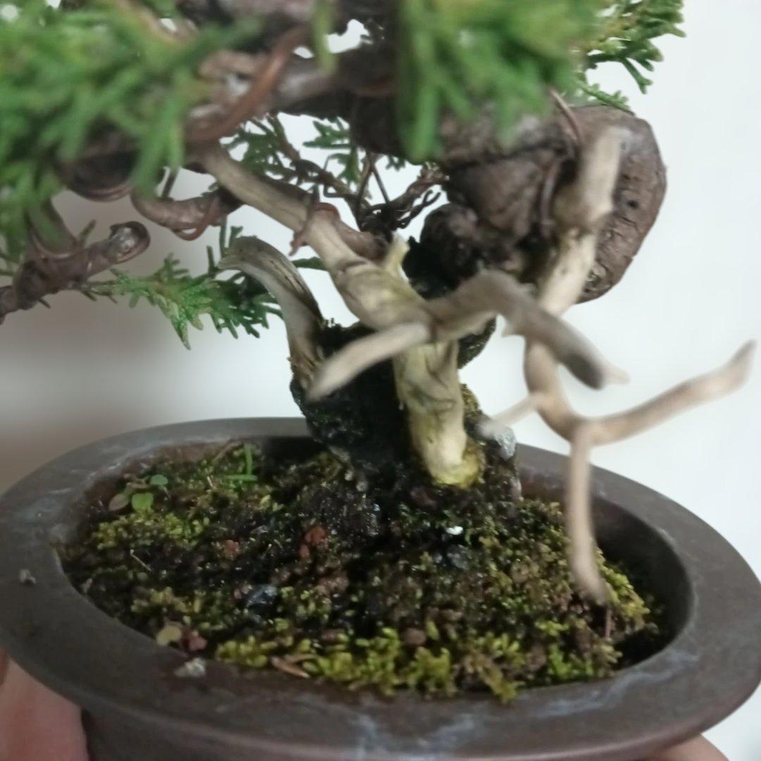 盆栽　小品盆栽　ミニ盆栽　真柏